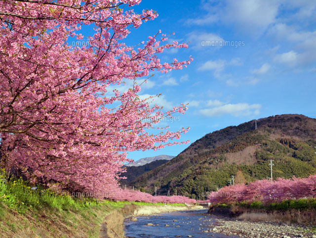 河津桜と河津川
(c)YOSHITSUGU NISHIGAKI/SEBUN PHOTO