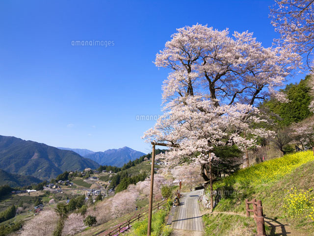 ひょうたん桜
(c)YOSHITSUGU NISHIGAKI/SEBUN PHOTO