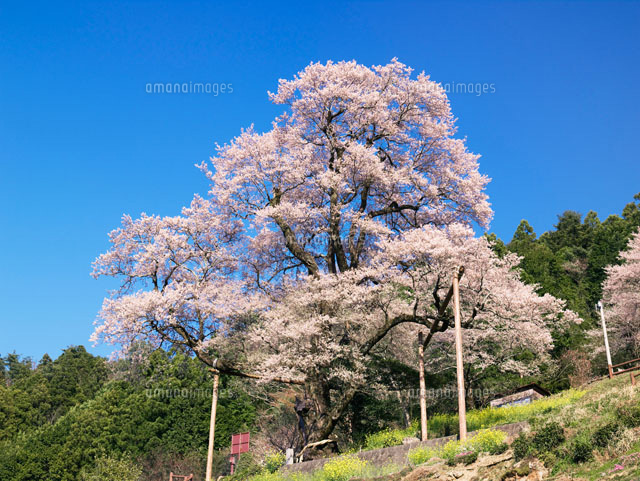 ひょうたん桜
(c)YOSHITSUGU NISHIGAKI/SEBUN PHOTO