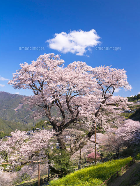 ひょうたん桜
(c)YOSHITSUGU NISHIGAKI/SEBUN PHOTO
