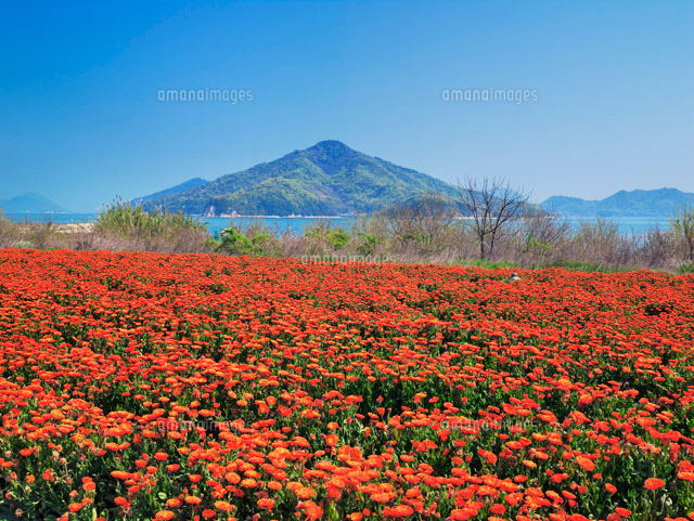 キンセンカと粟島
(c)YOSHITSUGU NISHIGAKI/SEBUN PHOTO