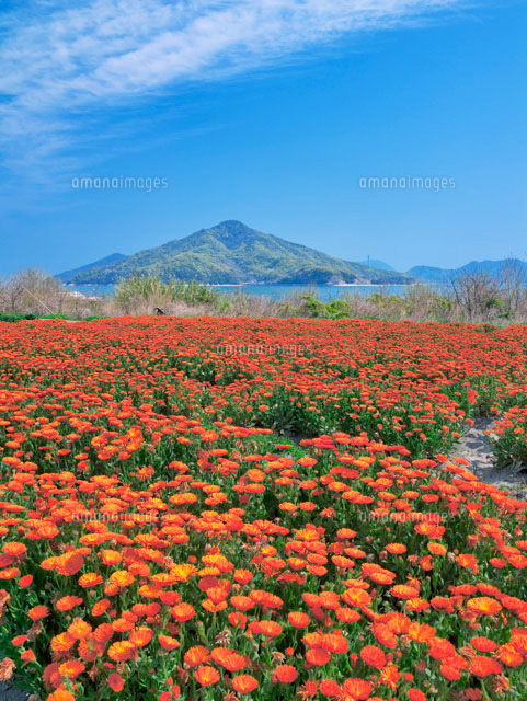 キンセンカと粟島
(c)YOSHITSUGU NISHIGAKI/SEBUN PHOTO