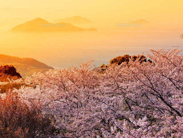 桜咲く紫雲出山の夕景
(c)YOSHITSUGU NISHIGAKI/SEBUN PHOTO