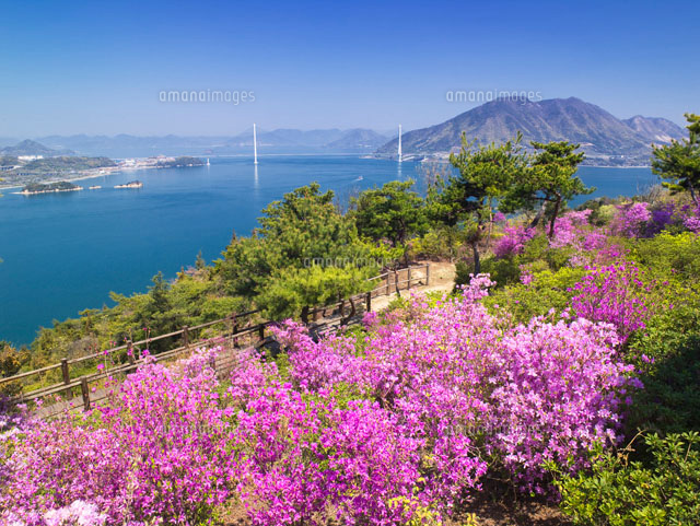 ツツジ咲く開山公園より望む多々羅大橋
(c)YOSHITSUGU NISHIGAKI/SEBUN PHOTO