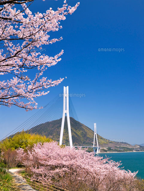 桜咲くしまなみ公園より望む多々羅大橋
(c)YOSHITSUGU NISHIGAKI/SEBUN PHOTO