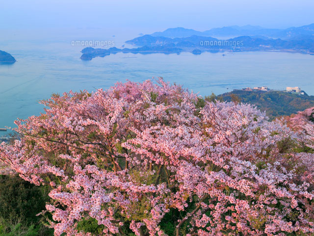 桜咲く積善山より望む瀬戸内海
(c)YOSHITSUGU NISHIGAKI/SEBUN PHOTO