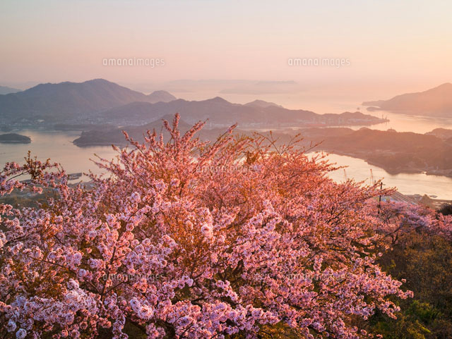 桜咲く積善山より望む瀬戸内海
(c)YOSHITSUGU NISHIGAKI/SEBUN PHOTO