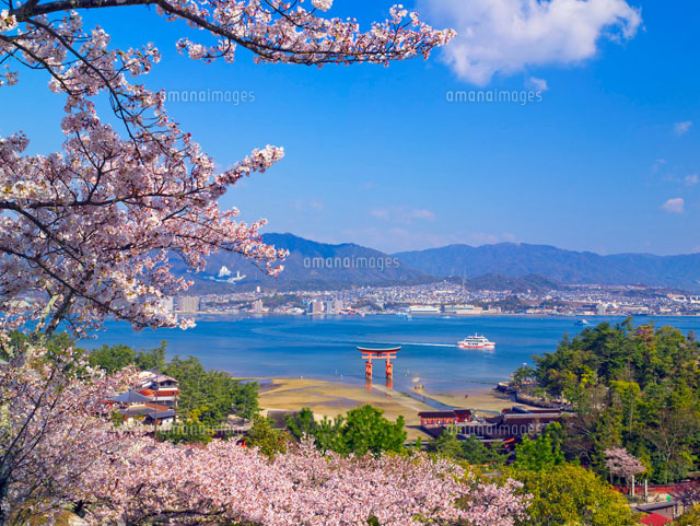 桜咲く宮島
(c)YOSHITSUGU NISHIGAKI/SEBUN PHOTO