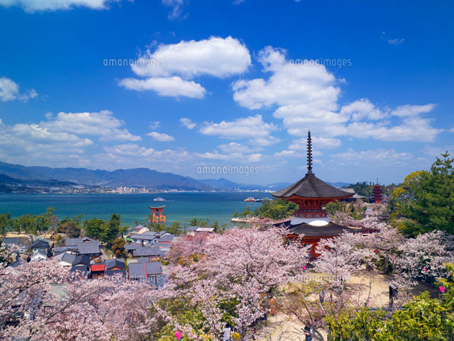 桜咲く宮島
(c)YOSHITSUGU NISHIGAKI/SEBUN PHOTO