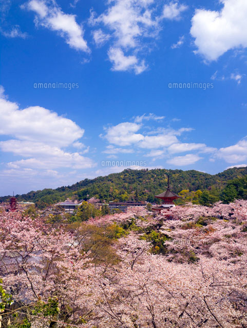 桜咲く宮島
(c)YOSHITSUGU NISHIGAKI/SEBUN PHOTO