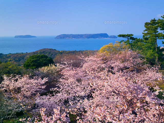 桜咲く笠山
(c)YOSHITSUGU NISHIGAKI/SEBUN PHOTO
