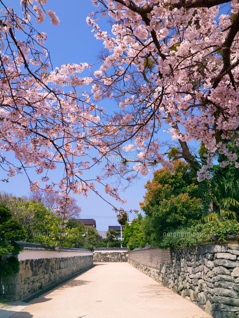 桜咲く鍵曲
(c)YOSHITSUGU NISHIGAKI/SEBUN PHOTO