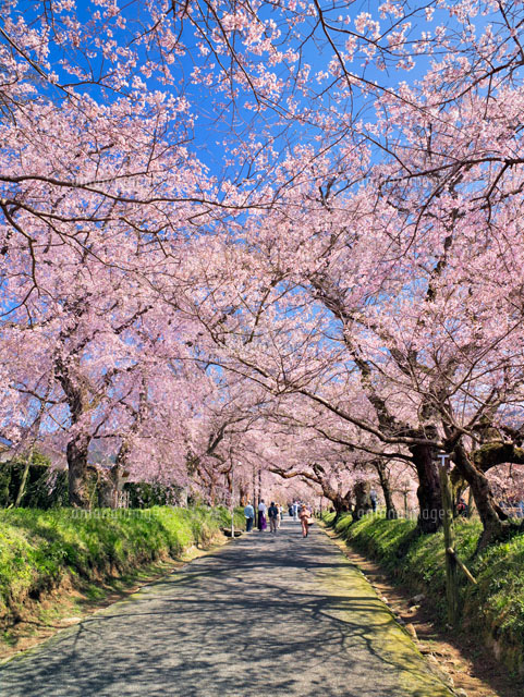 桜咲く徳佐八幡宮
(c)YOSHITSUGU NISHIGAKI/SEBUN PHOTO
