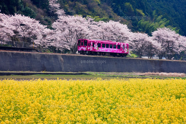 菜の花と錦川鉄道
(c)YOSHITSUGU NISHIGAKI/SEBUN PHOTO
