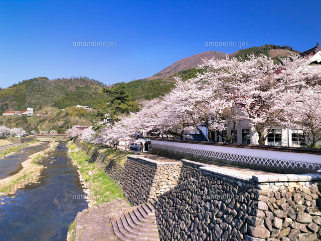 桜と津和野郷土博物館
(c)YOSHITSUGU NISHIGAKI/SEBUN PHOTO