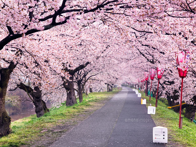 斐伊川堤防桜並木
(c)YOSHITSUGU NISHIGAKI/SEBUN PHOTO
