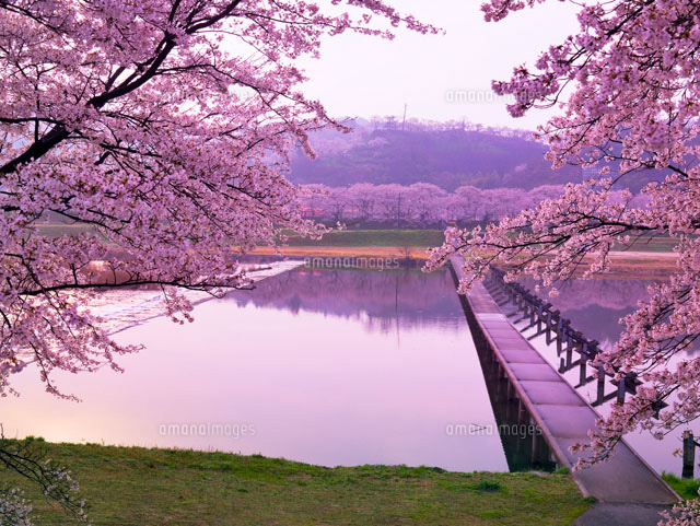 斐伊川堤防桜並木
(c)YOSHITSUGU NISHIGAKI/SEBUN PHOTO