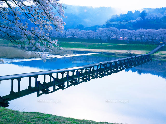 斐伊川堤防桜並木
(c)YOSHITSUGU NISHIGAKI/SEBUN PHOTO