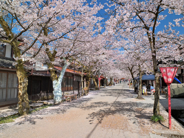 がいせん桜
(c)YOSHITSUGU NISHIGAKI/SEBUN PHOTO