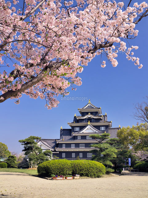 桜と岡山城
(c)YOSHITSUGU NISHIGAKI/SEBUN PHOTO