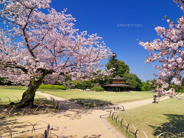 桜咲く後楽園
(c)YOSHITSUGU NISHIGAKI/SEBUN PHOTO