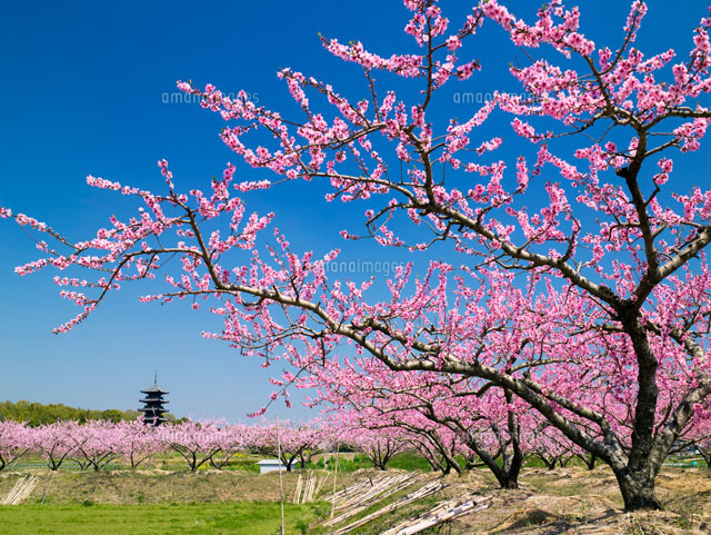 モモの花と備中国分寺
(c)YOSHITSUGU NISHIGAKI/SEBUN PHOTO