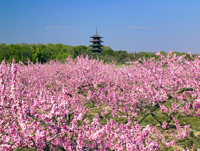 モモの花と備中国分寺
(c)YOSHITSUGU NISHIGAKI/SEBUN PHOTO