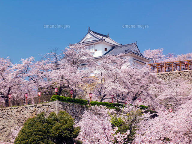 桜咲く鶴山公園と備中櫓
(c)YOSHITSUGU NISHIGAKI/SEBUN PHOTO