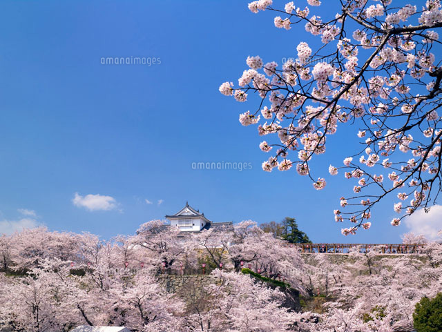 桜咲く鶴山公園と備中櫓
(c)YOSHITSUGU NISHIGAKI/SEBUN PHOTO