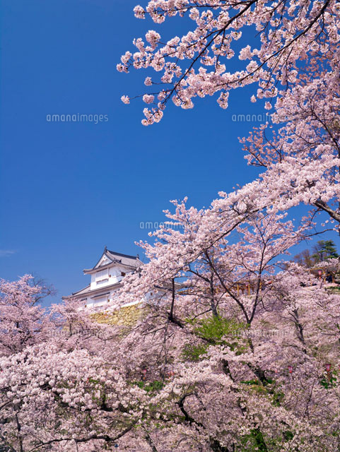 桜咲く鶴山公園と備中櫓
(c)YOSHITSUGU NISHIGAKI/SEBUN PHOTO