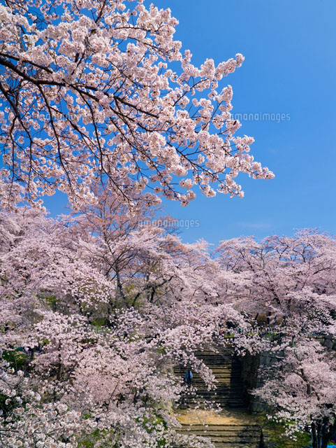 桜咲く鶴山公園
(c)YOSHITSUGU NISHIGAKI/SEBUN PHOTO