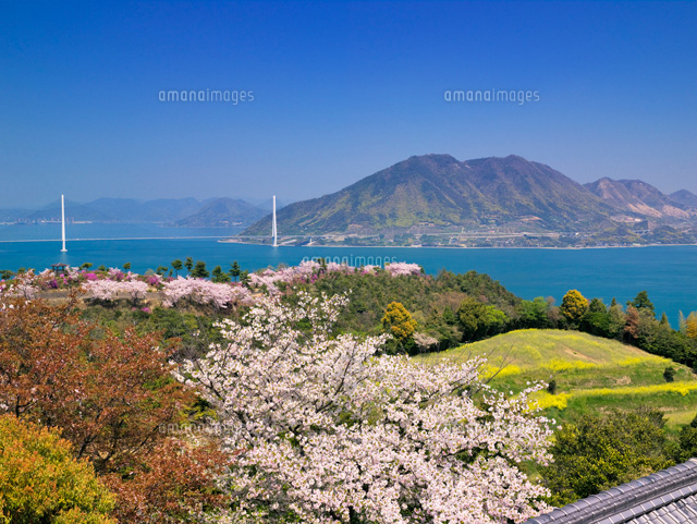 桜咲く開山公園より多々羅大橋 しまなみ海道
(c)YOSHITSUGU NISHIGAKI/SEBUN PHOTO