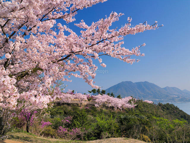 桜咲く開山公園より生口島 しまなみ海道
(c)YOSHITSUGU NISHIGAKI/SEBUN PHOTO