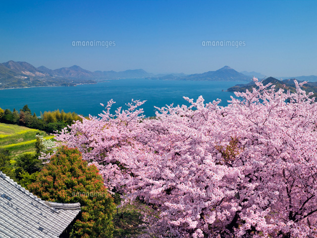 桜咲く開山公園より岩城島 しまなみ海道
(c)YOSHITSUGU NISHIGAKI/SEBUN PHOTO