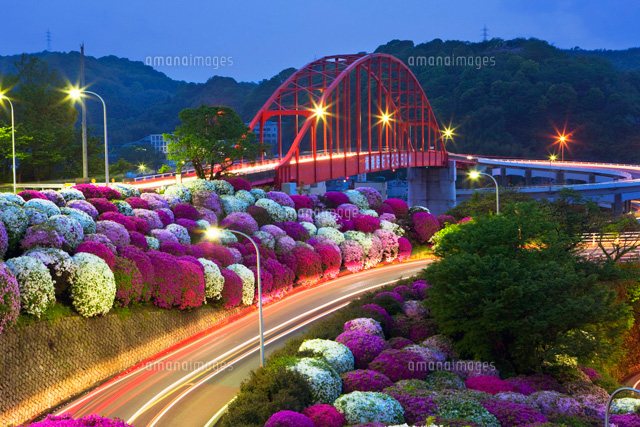 ツツジと音戸大橋夜景 音戸ノ瀬戸公園
(c)YOSHITSUGU NISHIGAKI/SEBUN PHOTO