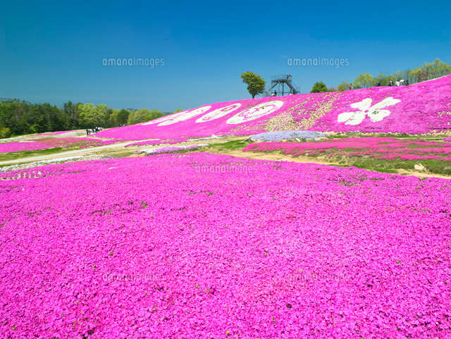 芝桜咲く花夢の里ロクタン
(c)YOSHITSUGU NISHIGAKI/SEBUN PHOTO