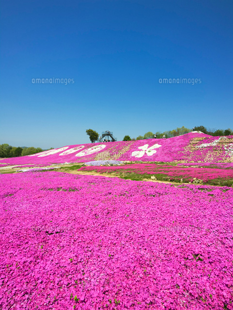 芝桜咲く花夢の里ロクタン
(c)YOSHITSUGU NISHIGAKI/SEBUN PHOTO