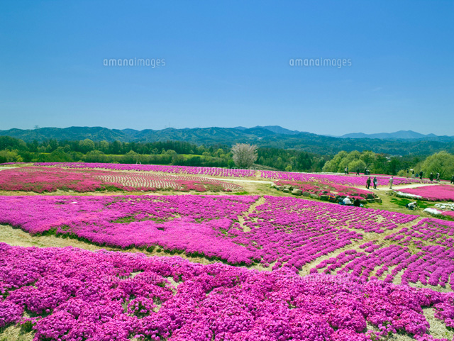 芝桜咲く花夢の里ロクタン
(c)YOSHITSUGU NISHIGAKI/SEBUN PHOTO