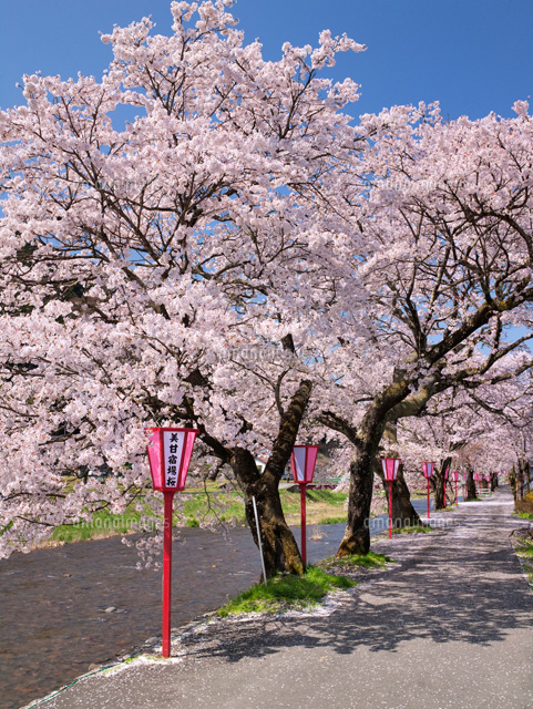 美甘宿場桜
(c)YOSHITSUGU NISHIGAKI/SEBUN PHOTO