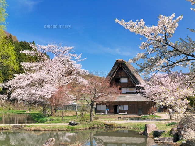 桜と白川郷
(c)YOSHITSUGU NISHIGAKI/SEBUN PHOTO