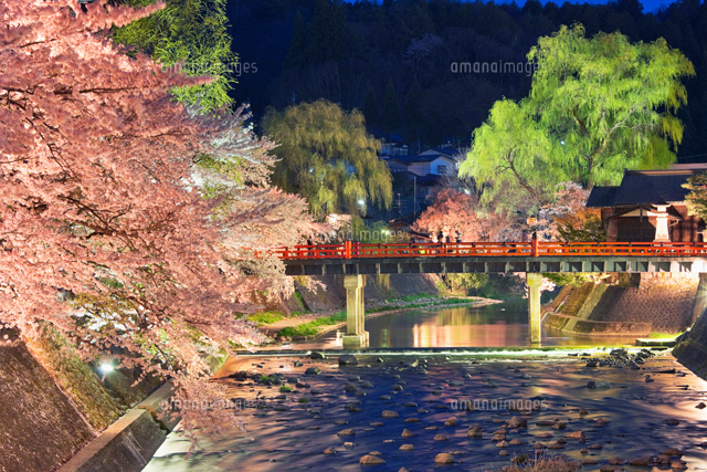桜咲く宮川と中橋夜景
(c)YOSHITSUGU NISHIGAKI/SEBUN PHOTO