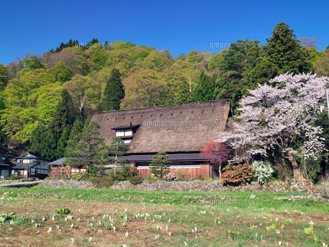 桜と岩瀬家住宅 五箇山
(c)YOSHITSUGU NISHIGAKI/SEBUN PHOTO