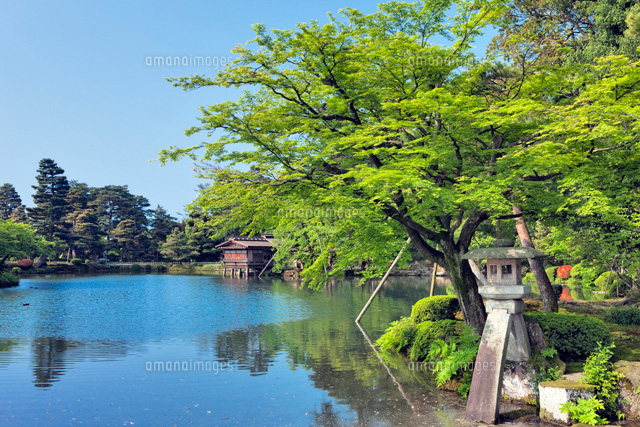 新緑の兼六園 徽軫灯籠
(c)YOSHITSUGU NISHIGAKI/SEBUN PHOTO