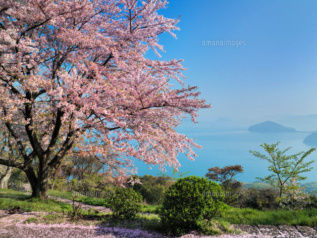 桜咲く紫雲出山より瀬戸内海
(c)YOSHITSUGU NISHIGAKI/SEBUN PHOTO