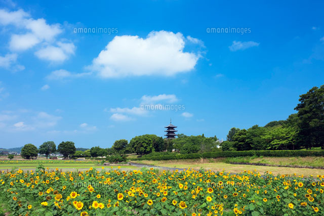 ヒマワリと備中国分寺五重塔
(c)YOSHITSUGU NISHIGAKI/SEBUN PHOTO