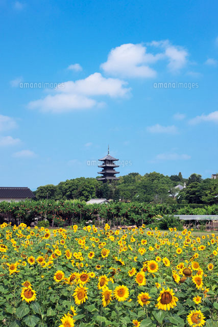 ヒマワリと備中国分寺五重塔
(c)YOSHITSUGU NISHIGAKI/SEBUN PHOTO
