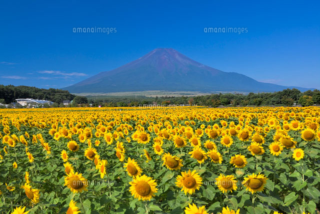 ヒマワリと富士山
(c)YOSHITSUGU NISHIGAKI/SEBUN PHOTO