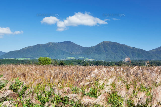 ススキと蒜山高原
(c)YOSHITSUGU NISHIGAKI/SEBUN PHOTO