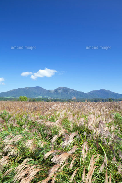 ススキと蒜山高原
(c)YOSHITSUGU NISHIGAKI/SEBUN PHOTO