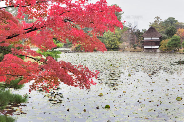 紅葉と衆楽園
(c)YOSHITSUGU NISHIGAKI/SEBUN PHOTO